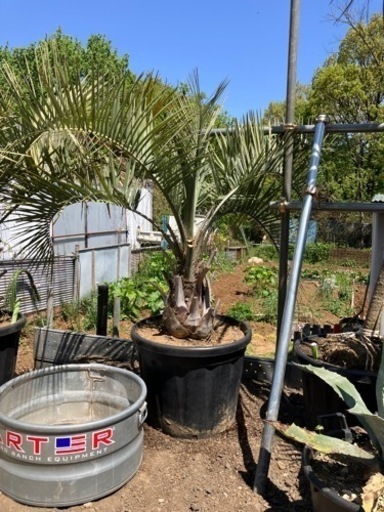 ココスヤシ、お手頃ココスヤシ、配送費コミコミ(埼玉県近辺)