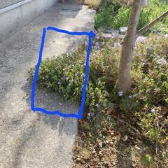 芝桜