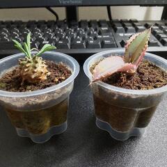 多肉植物　アガベ他