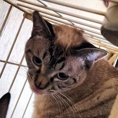 白トラ猫　譲渡先が決まりました！