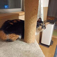 まん丸オチリと長いチッポの♪三毛猫ちゃん♪ - 松戸市