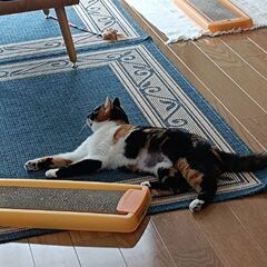 まん丸オチリと長いチッポの♪三毛猫ちゃん♪ − 千葉県