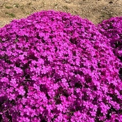 再投稿　芝桜　半径20cm 庭木