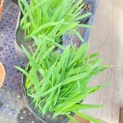 猫草  