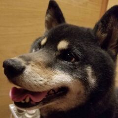 黒柴6歳♀。一生大切にしてくださる里親さん募集しています。