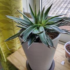 多肉植物　アガベ　姫乱れ雪