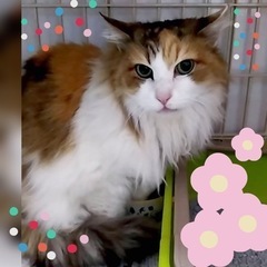 美しいベスさま♀推定9歳