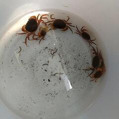 天然採取サワガニ、10匹セット。。