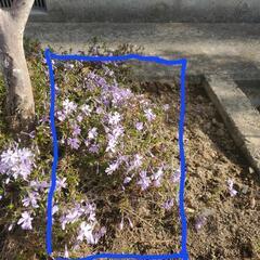 芝桜　根っ子つき