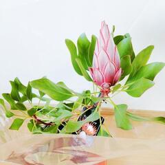 【現品】花芽付き 花苗 キングプロテア リトルプリンス 5号鉢 2本立ちの画像