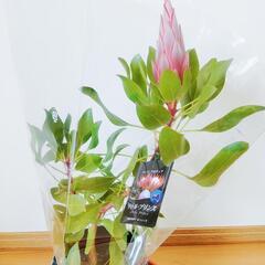 【現品】花芽付き 花苗 キングプロテア リトルプリンス 5号鉢 ...