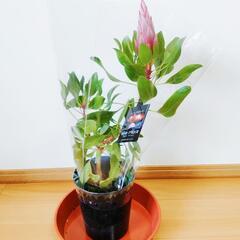 【現品】花芽付き 花苗 キングプロテア リトルプリンス 5号鉢 2本立ちの画像