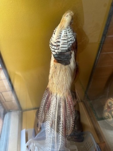 金鶏鳥　剥製　ガラスケース