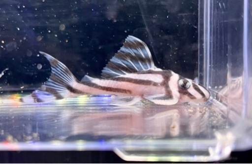 【インペリアルゼブラプレコ】自家産