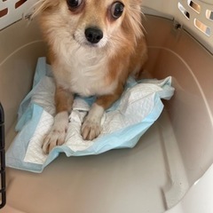 里親さま決まりました💖チワワ🐶の　つくしちゃん💕