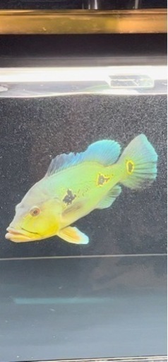 熱帯魚　大型魚　キクラ