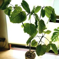 【格安】フィカス・ウンベラータ／存在感あり、大きな観葉植物