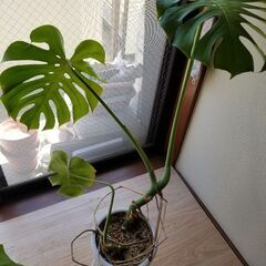 【格安】モンステラ／存在感あり、大きな観葉植物