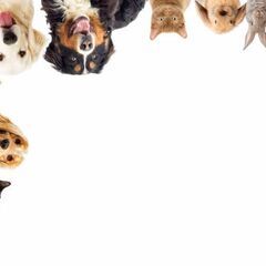 飼育している動物の才能や素質を占います。