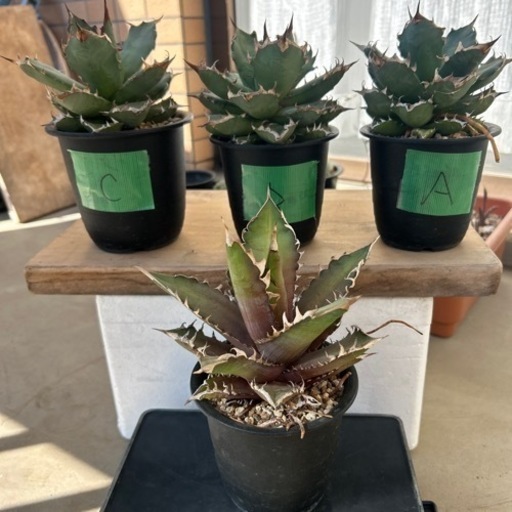 アガベ(4株) 商談中