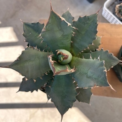 アガベ2株 商談中