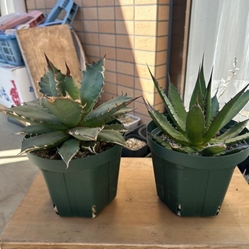 アガベ2株　商談中