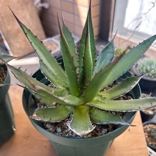 アガベ2株 商談中