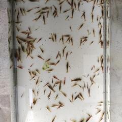 ミナミヌマエビ【20匹200円】の画像