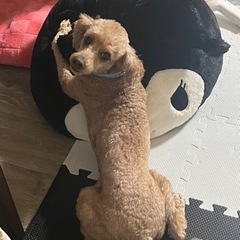 トイプードル4歳男の子 - 犬