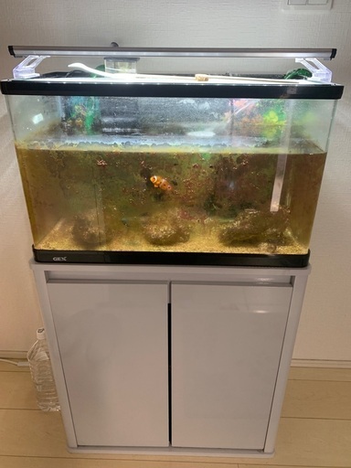 海水魚一式　　お引き取りにて