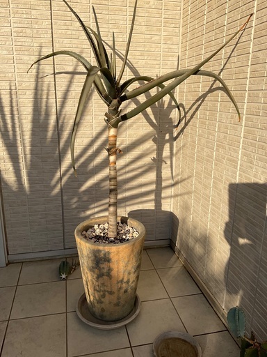 アロエ　バーベラエ