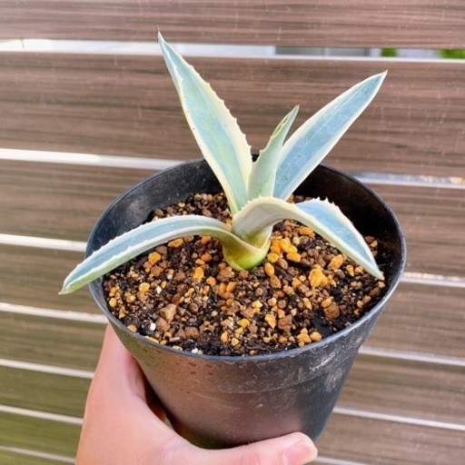 アガベ　アメリカーナ　斑入り　観葉植物