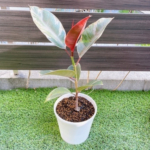 フィカス・ティネケ　観葉植物