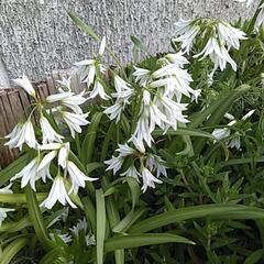 無農薬　ミツカドネギ　アリウム・トリケトラ厶