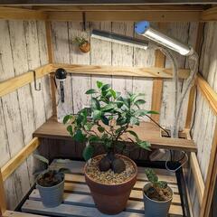 観葉植物　育成ケージ　ジュエルオーキッド　アグラオネマ　アガベ　等にの画像