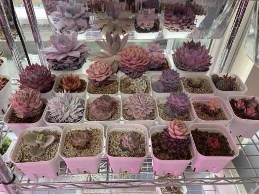 多肉植物電照栽培セット（スチールラック＋LED植物育成ライト＋多肉植物20鉢程度）