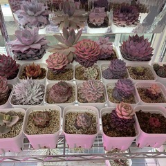 多肉植物電照栽培セット（スチールラック＋LED植物育成ライト＋多...