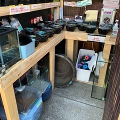 【五桜メダカ】 4月11日　横須賀メダカ無人販売