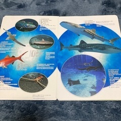 美ら海観察ガイド　10枚の画像