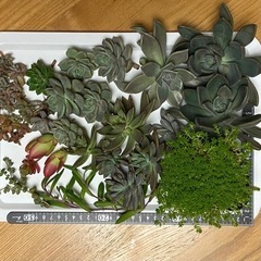 【決まりました】多肉植物✴︎の画像