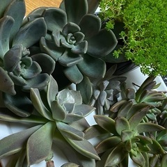 【決まりました】多肉植物✴︎の画像