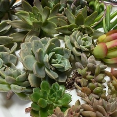 【決まりました】多肉植物✴︎の画像