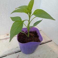 野菜苗トウガラシ(辛み無し)の画像
