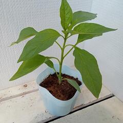 野菜苗トウガラシ(辛み無し)の画像