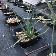 多肉植物 ユッカ ロストラータ