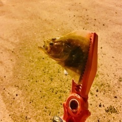 女性限定。アジング好きな方募集！
