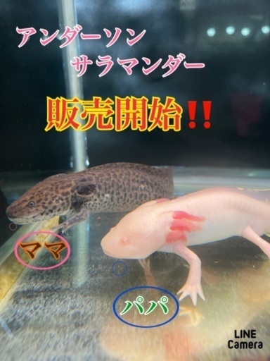 アンダーソンサラマンダー（ベビー）