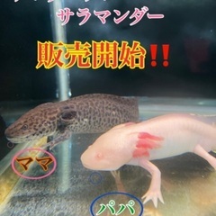 アンダーソンサラマンダー（ベビー）