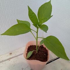 野菜苗トウガラシ(小辛)の画像