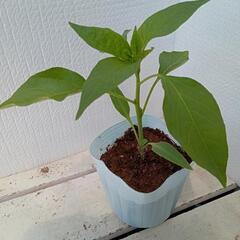 野菜苗トウガラシ(小辛)の画像